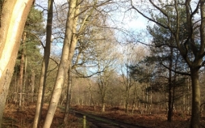 The Longhorn, SBR Events, marathon, Thoresby Hall, running, race